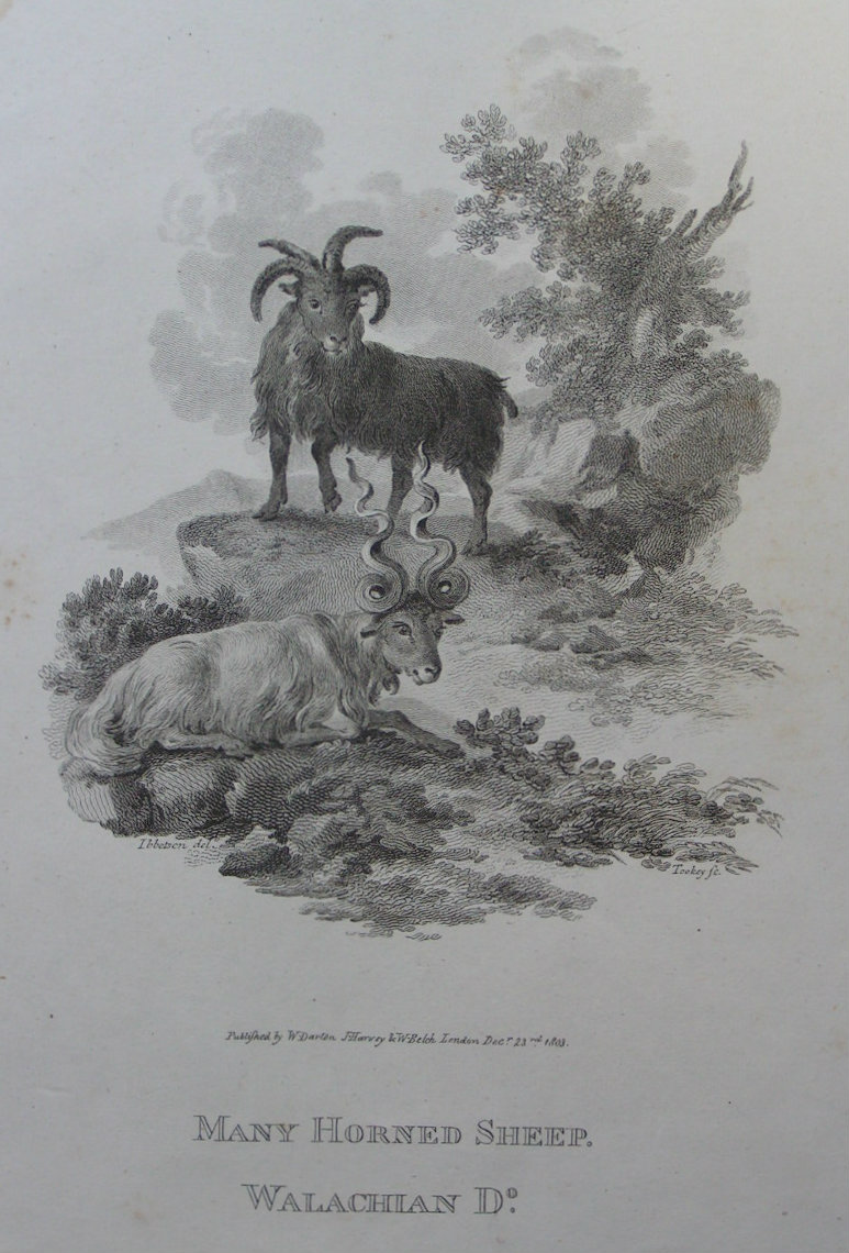 Print - Many Horned Sheep. Walachian Do. - Tookey